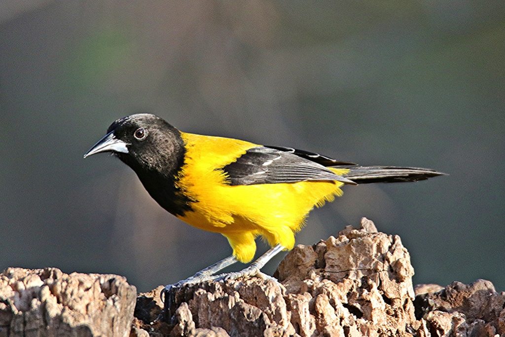 Bob Shackleford’s Stunning Pictures Of Colorful Birds - Uvalde Hesperian